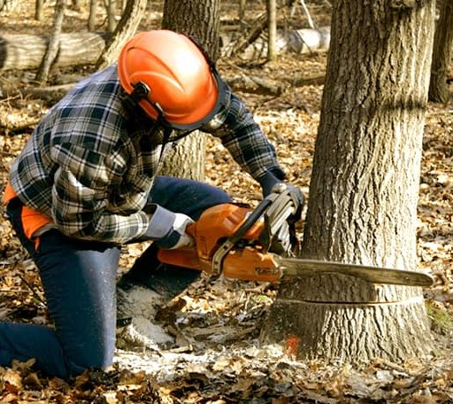 Tree Removal in Belmont, NY